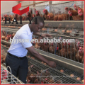 Layer Chicken Coop For Chicken Farm For Sri Lanka